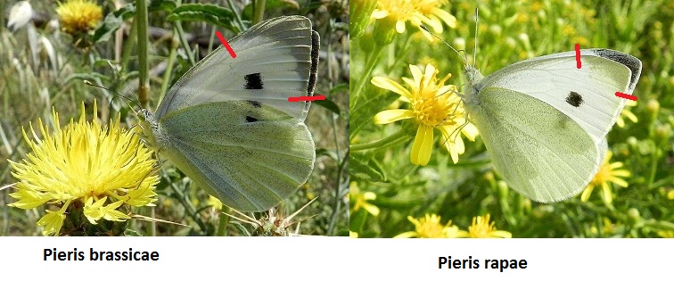 Pieris da determinare? Pieris napi, femmina